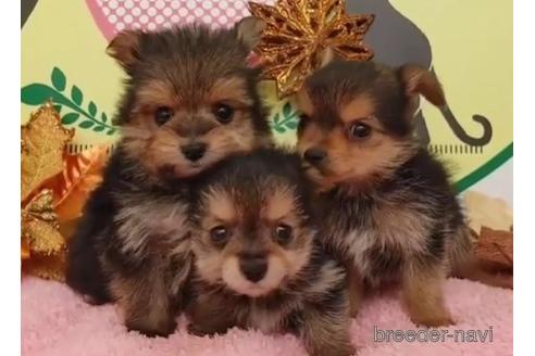 成約済の栃木県のミックス犬-212895の4枚目